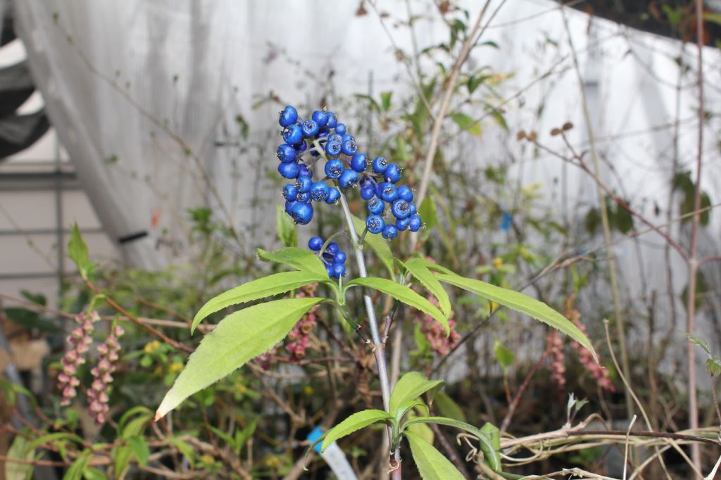 常山アジサイ 細葉